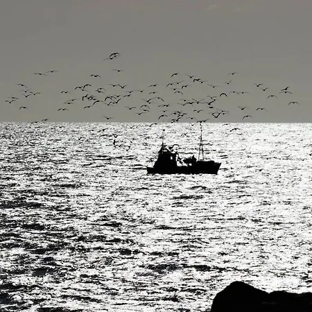 Sea Eagle In The Molenhuus * Kappeln